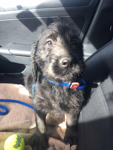 West Chester Animal Emergency