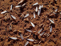 Triple Threat Pest Control LLC - Photo 8 - Car repair in , San Antonio