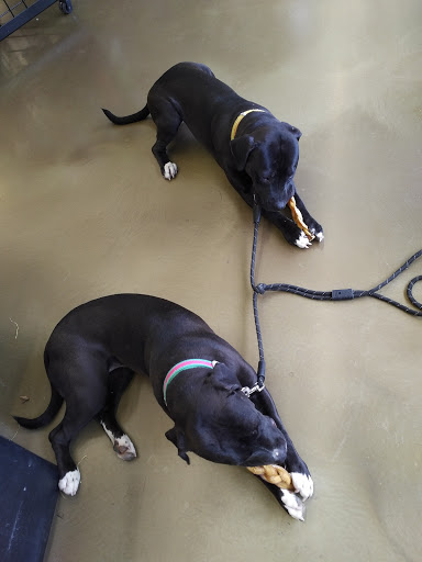 Pet Supply Store «Pet Supplies Plus», reviews and photos, 1030 Main St #10, Waltham, MA 02451, USA