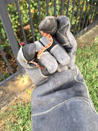 Trutech Wildlife Service - Photo 5 - Car repair in , Springfield