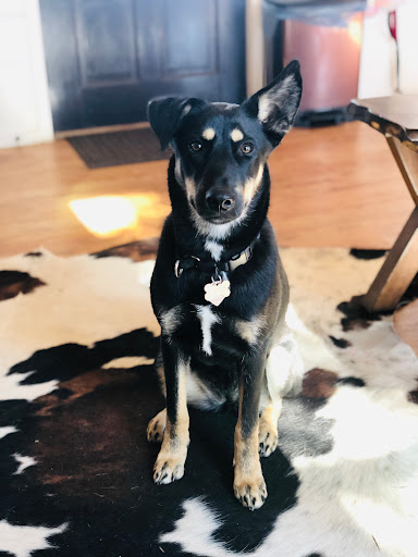 Pet Supply Store «PetSmart», reviews and photos, 6204 W Park Blvd, Plano, TX 75093, USA