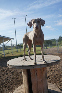 Northwest K-9 Inn and Spa - Photo 4 - Car repair in Bellingham, WA, Bellingham