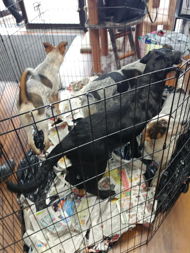 Pet Store «Pet Valu», reviews and photos, 1301 W Skippack Pike, Blue Bell, PA 19422, USA