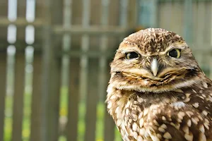 Saskatchewan Burrowing Owl Interpretive Centre image