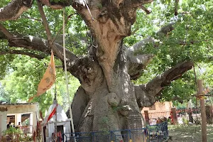 Parijaat Tree image