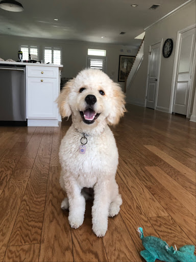 Pet Groomer «Luba`s Pet Grooming Studio», reviews and photos, 2782 Park St, Jacksonville, FL 32205, USA