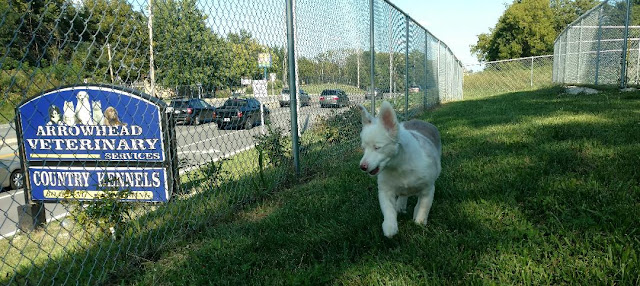 Arrowhead Veterinary Services