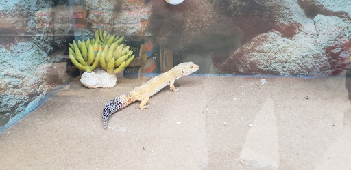 Pet Supply Store «Petco Animal Supplies», reviews and photos, 3520 Veterans Memorial Blvd, Metairie, LA 70002, USA