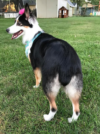 PetAgree Fun Lodge & Styling Salons (appt. only)