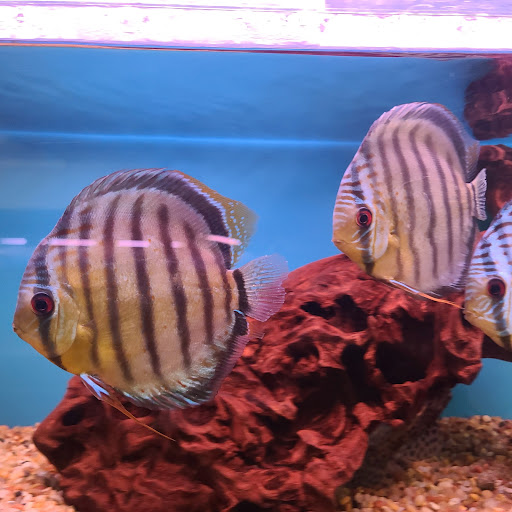 Tropical Fish Store «Tokyo Aquarium», reviews and photos, 4600 W Adams Blvd, Los Angeles, CA 90016, USA