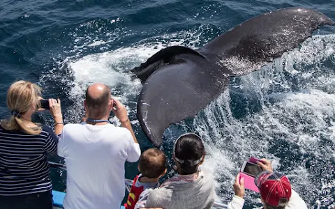 Davey's Locker Whale Watching & Sportfishing image