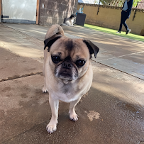 Pet Play House - Photo 5 - Car repair in Phoenix, AZ, Phoenix