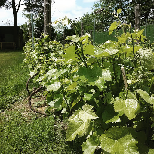 Winery «Zoll Cellars - Winery», reviews and photos, 110 Old Mill Rd, Shrewsbury, MA 01545, USA