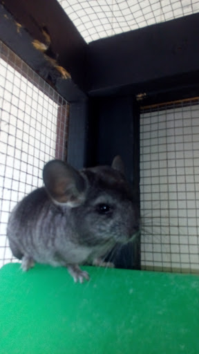 Pet Store «Hillcrest Farms Pet Shop», reviews and photos, 629 S Broadway St, McComb, MS 39648, USA