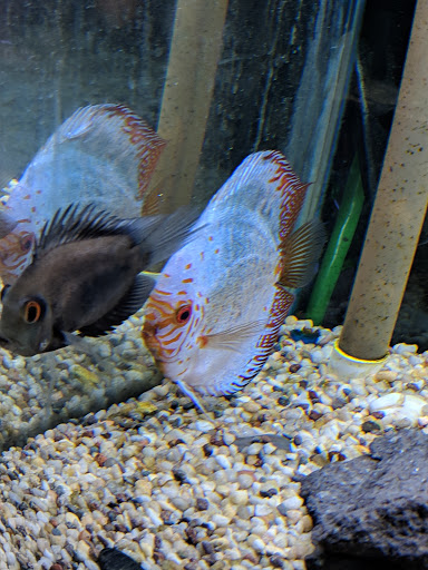 Tropical Fish Store «Aquatics & Exotics», reviews and photos, 7513 Hamilton Ave, Cincinnati, OH 45231, USA