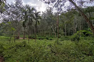 Nongspung Rubber Cultivation image