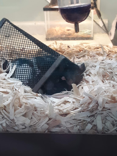 Pet Store «Pet Paradise Grooming», reviews and photos, 1115 Pueblo Blvd Way, Pueblo, CO 81005, USA