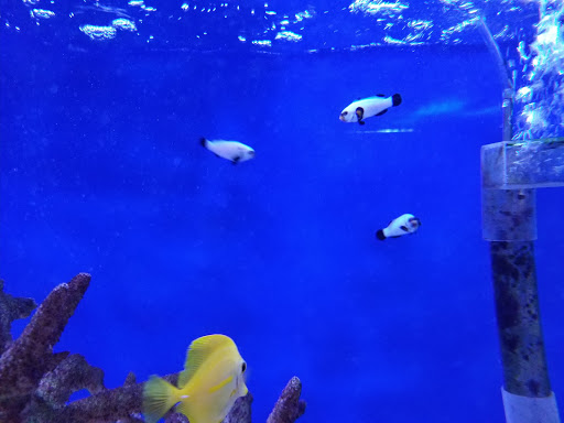 Tropical Fish Store «Stingray Bay», reviews and photos, 17800 E 9 Mile Rd, Eastpointe, MI 48021, USA