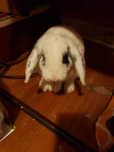 Pet Supply Store «Mellisa’s PET DEPOT», reviews and photos, 83 Faunce Corner Mall Rd, Dartmouth, MA 02747, USA