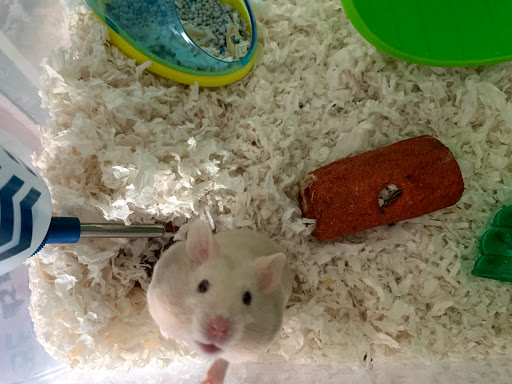 Pet Supply Store «PetSmart», reviews and photos, 7616 Denton Hwy #532, Watauga, TX 76148, USA