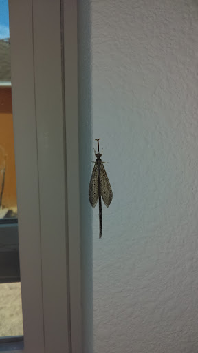 Home Builder «Mabel Loop Ridge by Maronda Homes», reviews and photos, Lynrock Ave, Dundee, FL 33838, USA