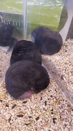 Pet Store «Pet World», reviews and photos, 7585 W 10th Ave, Lakewood, CO 80214, USA