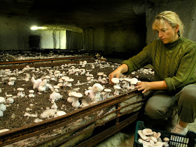 Cave Champignonnière des Roches Ville Souterraine à Montrichard Val de Cher