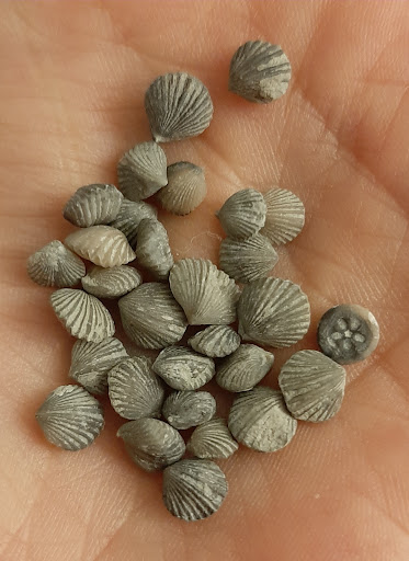 Park «Trammel Fossil Park», reviews and photos, Tramway Dr, Sharonville, OH 45241, USA