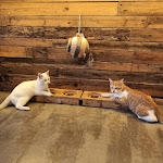 Photo n°2 de l'avis de michela.a fait le 31/03/2024 à 05:31 sur le  Di Cane In Gatto - Cat Café à Martignacco