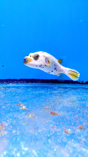 Pet Store «Suncoast Pets», reviews and photos, 7117 US-98, Panama City Beach, FL 32407, USA