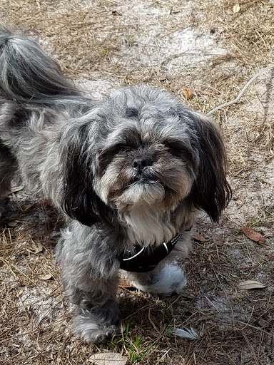 Pet Groomer «Precious Puppy Spa & Day Care», reviews and photos, 4400 N Hwy 19A, Mt Dora, FL 32757, USA