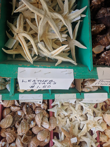 Gift Shop «She Sells Sea Shells», reviews and photos, 1157 Periwinkle Way, Sanibel, FL 33957, USA