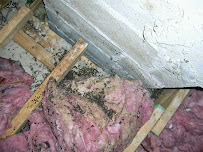 Security Bat & Squirrel Removal Services - Photo 7 - Car repair in , Lynn