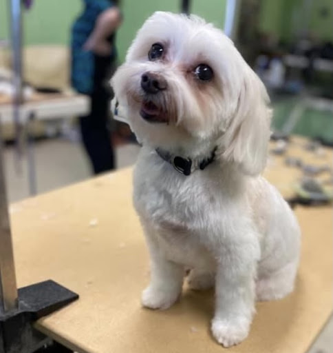 Pet Groomer «Tidy Dog Pet Supply & Salon», reviews and photos, 2612 Lebanon Pike A, Nashville, TN 37214, USA