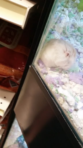 Pet Supply Store «PetSmart», reviews and photos, 1500 E Village Way #2380, Orange, CA 92865, USA