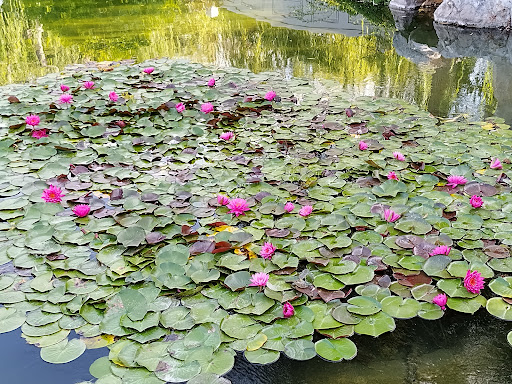 Library «The Huntington Library, Art Collections, and Botanical Gardens», reviews and photos, 1151 Oxford Rd, San Marino, CA 91108, USA