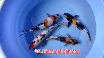 Hình Ảnh Thiên Koi Fish