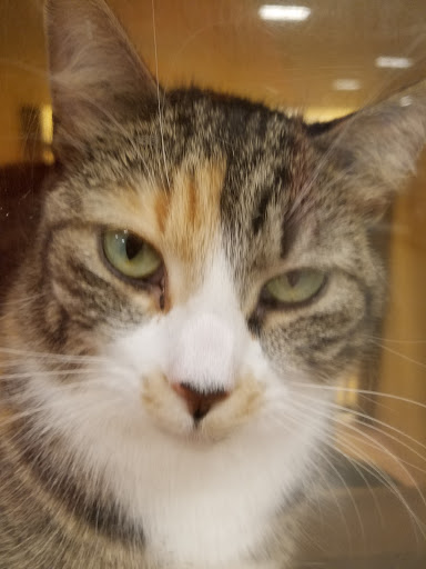 Pet Supply Store «PetSmart», reviews and photos, 1460 Koester Rd, Forsyth, IL 62535, USA