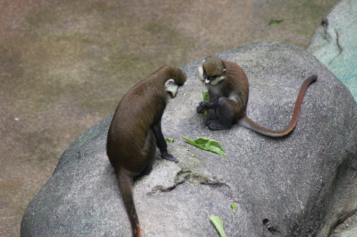 Zoo «Tropic World», reviews and photos, 3300 Golf Rd, Brookfield, IL 60513, USA