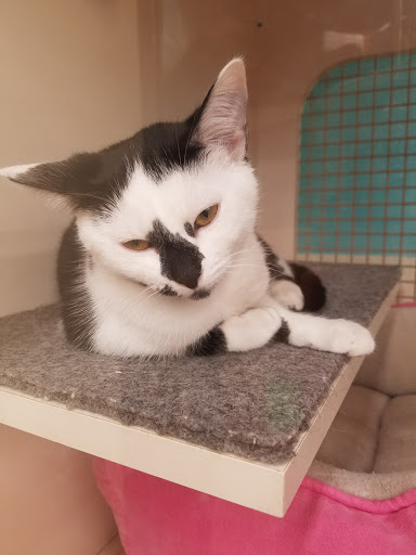 Pet Supply Store «Petco Animal Supplies», reviews and photos, 22000 Dulles Retail Plaza #110, Sterling, VA 20166, USA