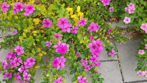 History Museum «Fulton Mansion State Historic Site», reviews and photos, 317 Fulton Beach Rd, Rockport, TX 78382, USA