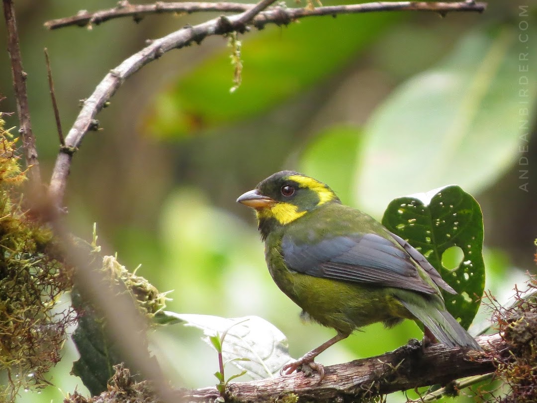 The Andean Birder, Birdwatching tours in Colombia