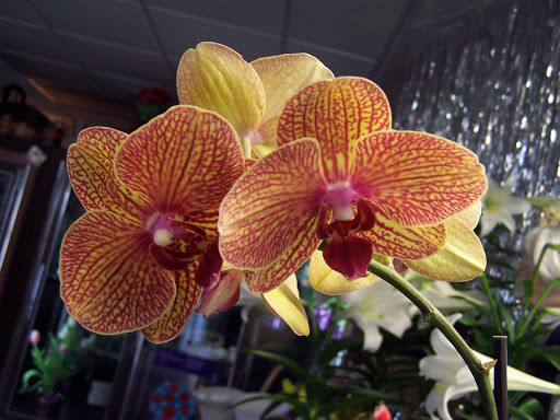 Florist «Heart To Heart Flower Shop», reviews and photos, 137 Fishing Creek Rd, Cape May, NJ 08204, USA