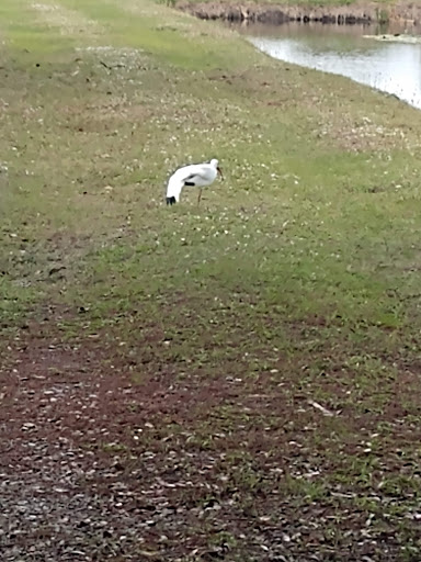 History Museum «Henry Morrison Flagler Museum», reviews and photos, 1 Whitehall Way, Palm Beach, FL 33480, USA