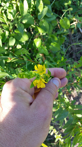 Park «Harlingen Thicket», reviews and photos, 311 E Tyler Ave, Harlingen, TX 78550, USA