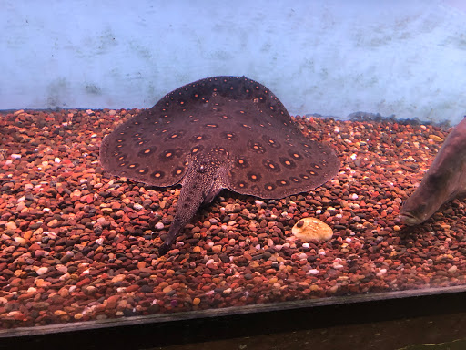 Pet Store «Forest Lake Pets», reviews and photos, 120 Lake St N, Forest Lake, MN 55025, USA