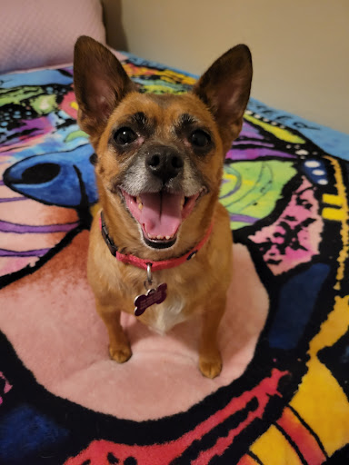 I.C.A.R.E. Dog Rescue image