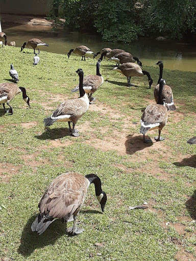 Park «Cleveland Park», reviews and photos, Cleveland Park Drive & East Washington, Greenville, SC 29601, USA