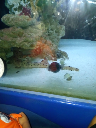 Zoo «Tropic World», reviews and photos, 3300 Golf Rd, Brookfield, IL 60513, USA