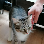 Photo n°4 de l'avis de Saggi.a fait le 21/05/2023 à 17:19 sur le  Katzentempel Hamburg Hafencity à Hamburg